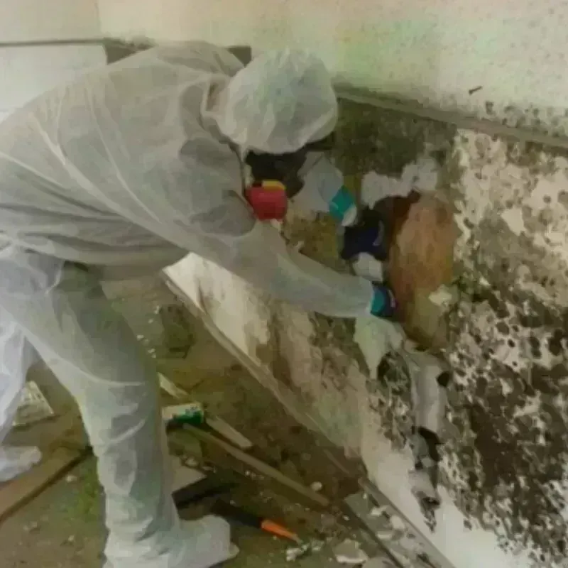 Mold Remediation and Removal in Snyderville, UT